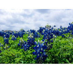 Durable Silk Car fr-FR